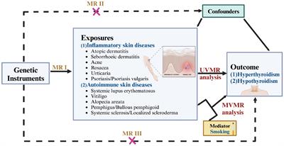 The causal effects of inflammatory and autoimmune skin diseases on thyroid diseases: evidence from Mendelian randomization study